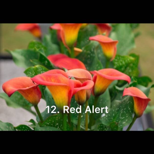 Кала 12. Red Alert