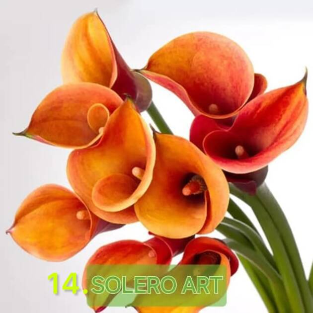 Кала 14. Solero Art