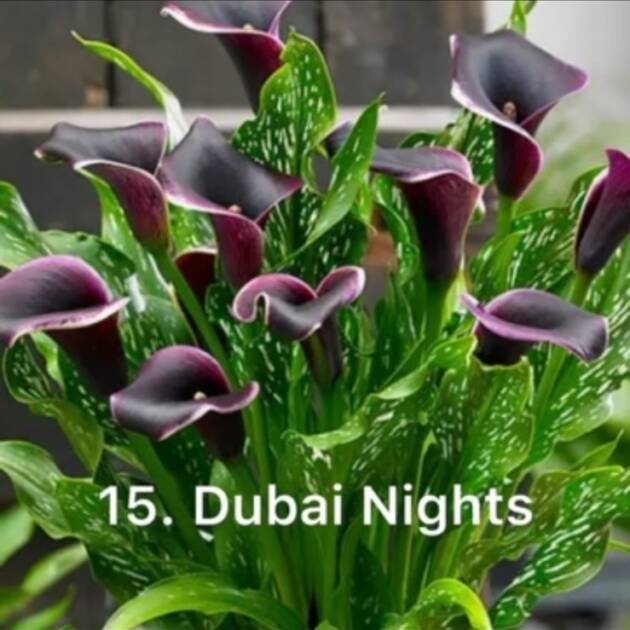 Кала 15. Dubai Nights