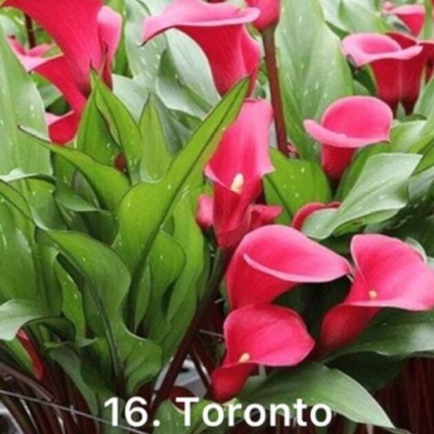 Кала 16. Toronto