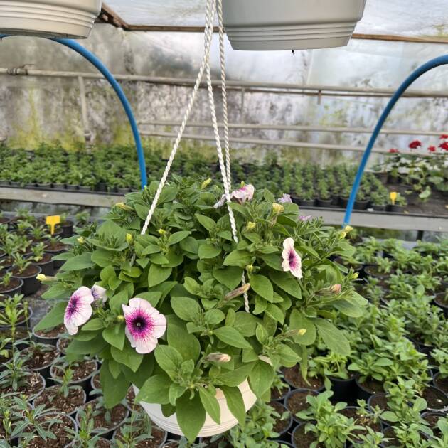 Підвісне кашпо Сурфінії колір мікс який попадеться