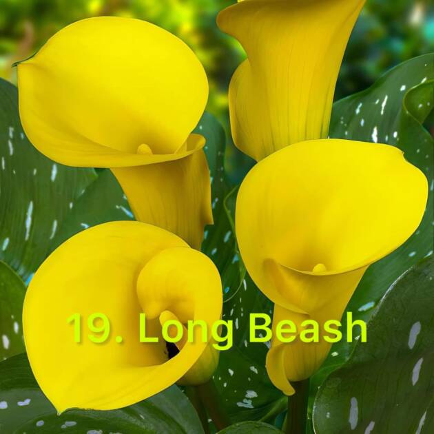 Кала 19. Long Beach