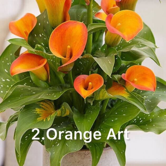 Кала 2. Orange Art