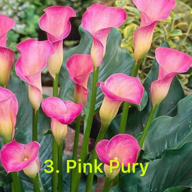 Кала 3. Pink Pury