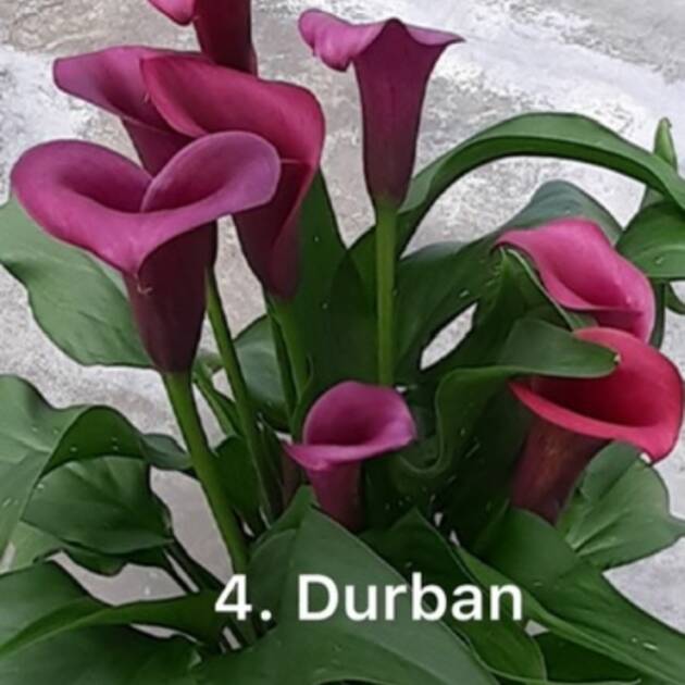 Кала 4. Durban