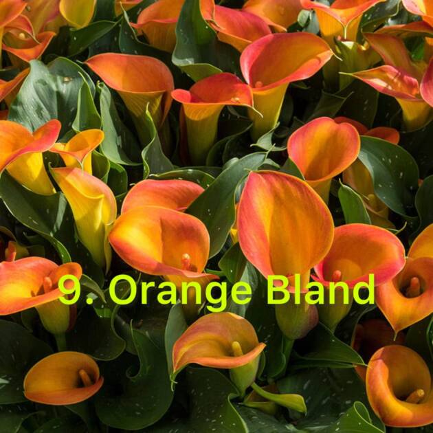 Кала 9. Orange Bland