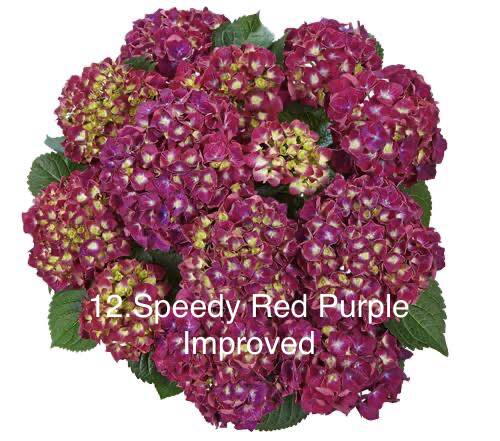 Гортензія горщик 2л 12. Speedy Red Purple Improved