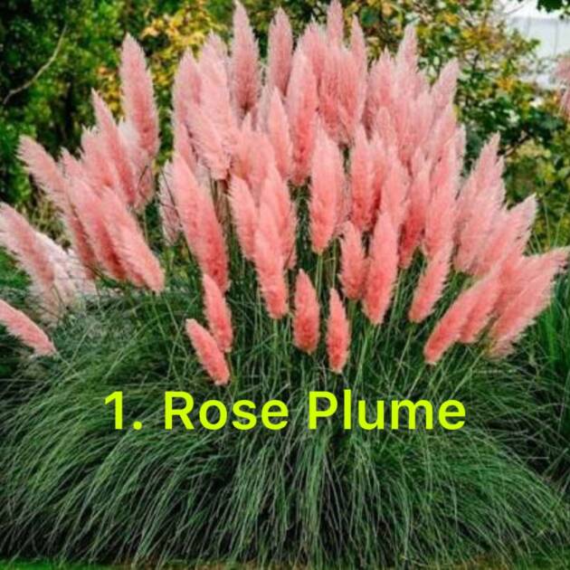 Кортадерія 1. Rose Plum