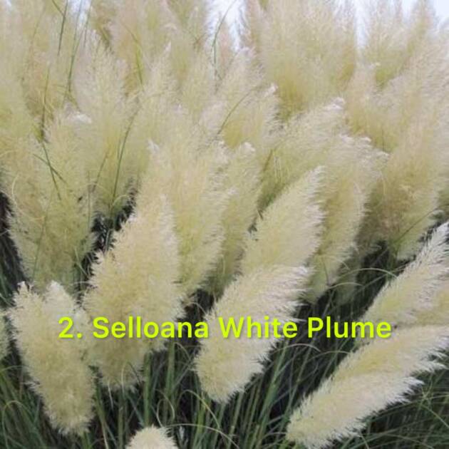 Кортадерія 2. Selloana White Plume