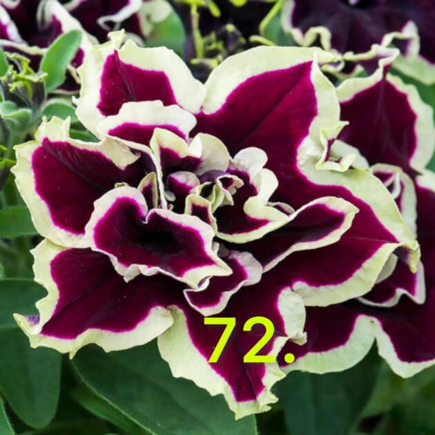 Сурфінія 72.