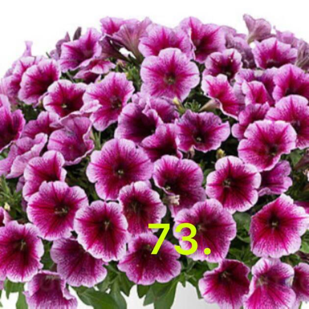 Сурфінія 73.