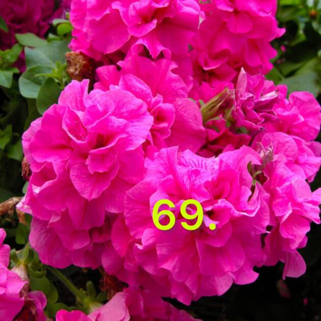 Сурфінія 69.