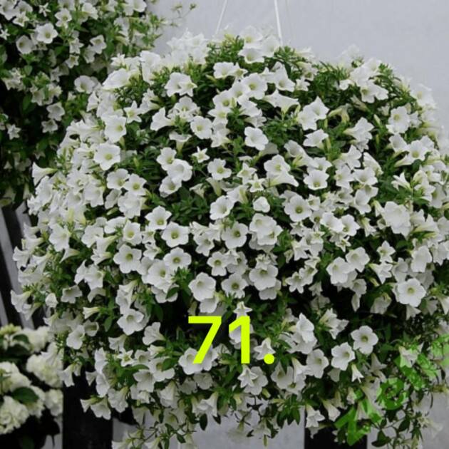 Сурфінія 71.