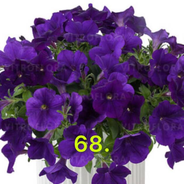 Сурфінія 68.