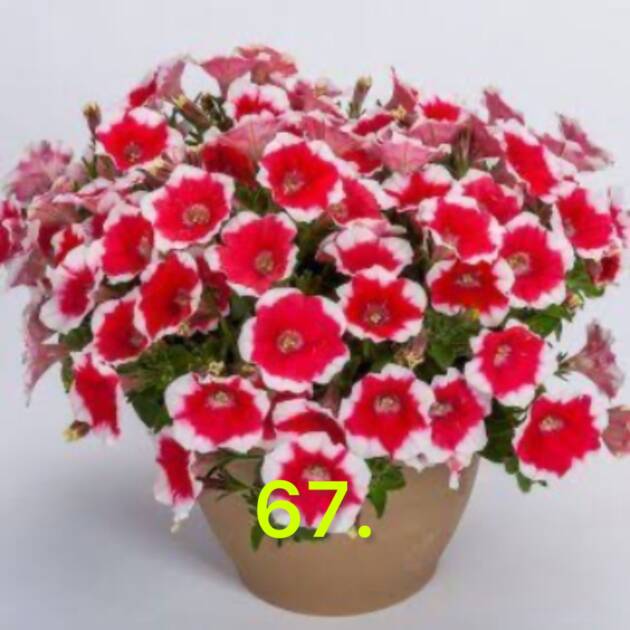 Сурфінія 67.