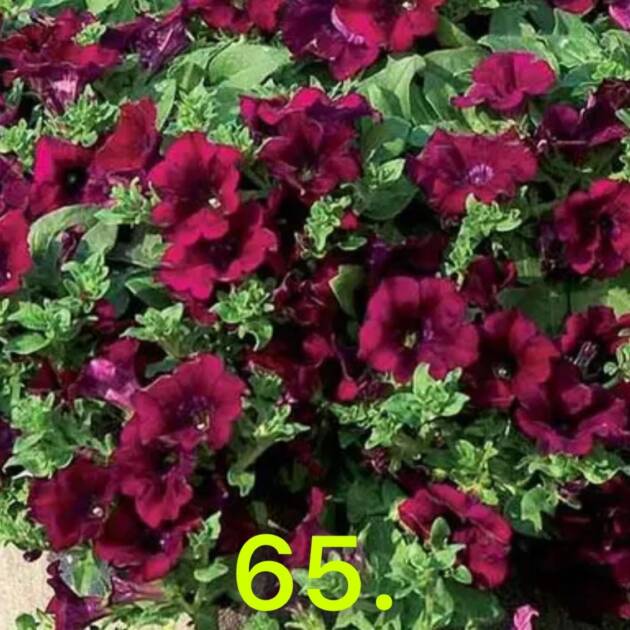 Сурфінія 65.