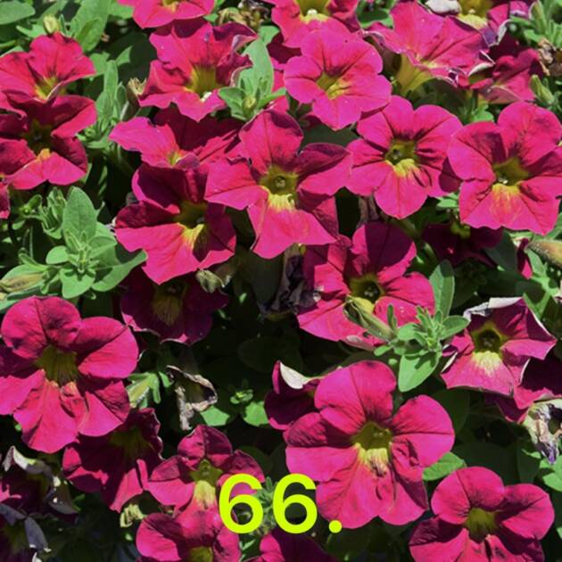 Сурфінія 66.