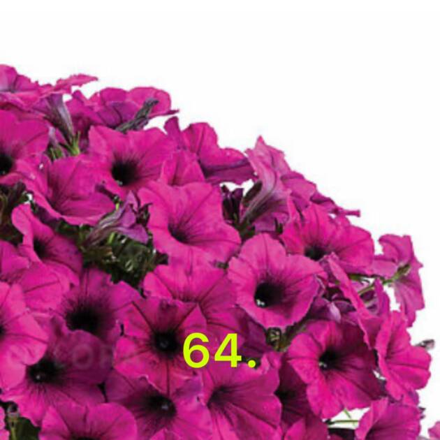 Сурфінія 64.