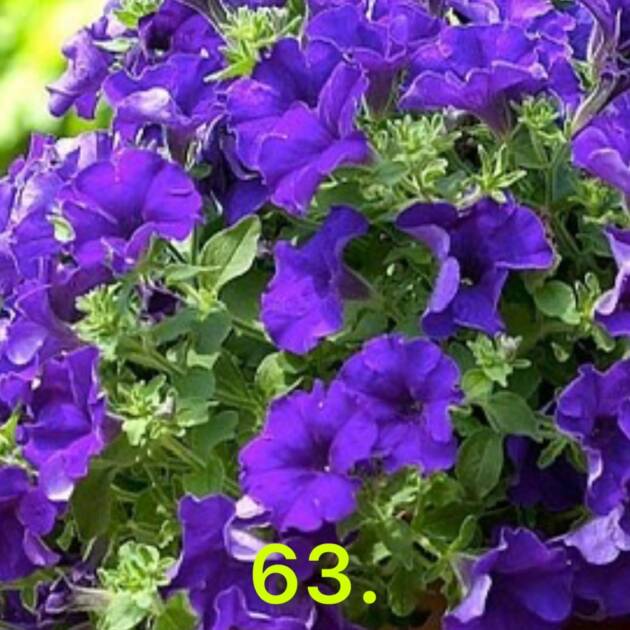 Сурфінія 63.