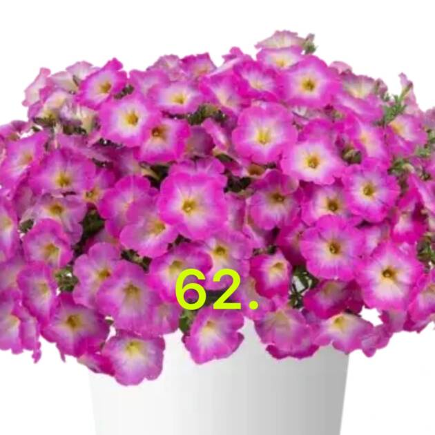 Сурфінія 62.