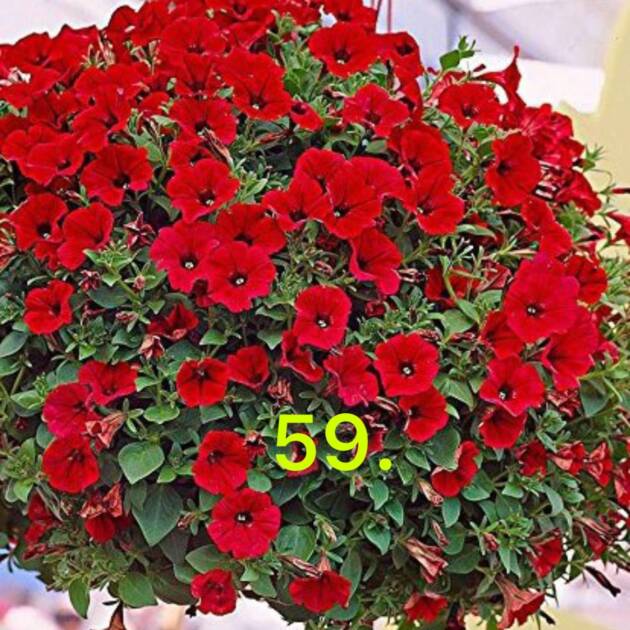 Сурфінія 59.