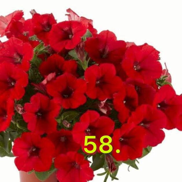 Сурфінія 58.