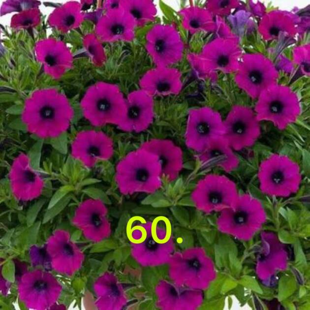 Сурфінія 60.