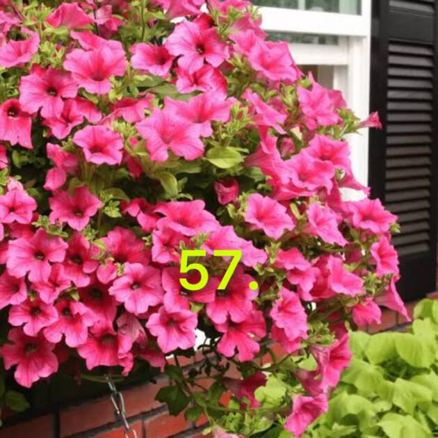 Сурфінія 57.