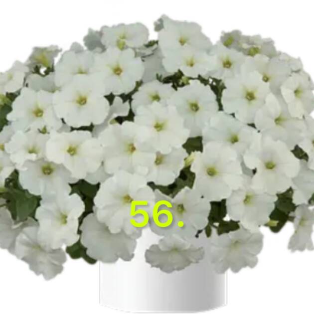 Сурфінія 56.