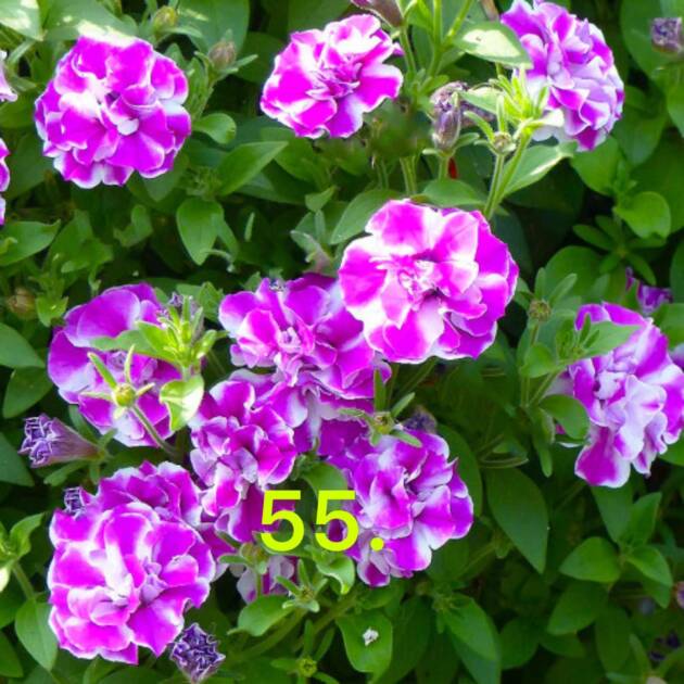 Сурфінія 55.