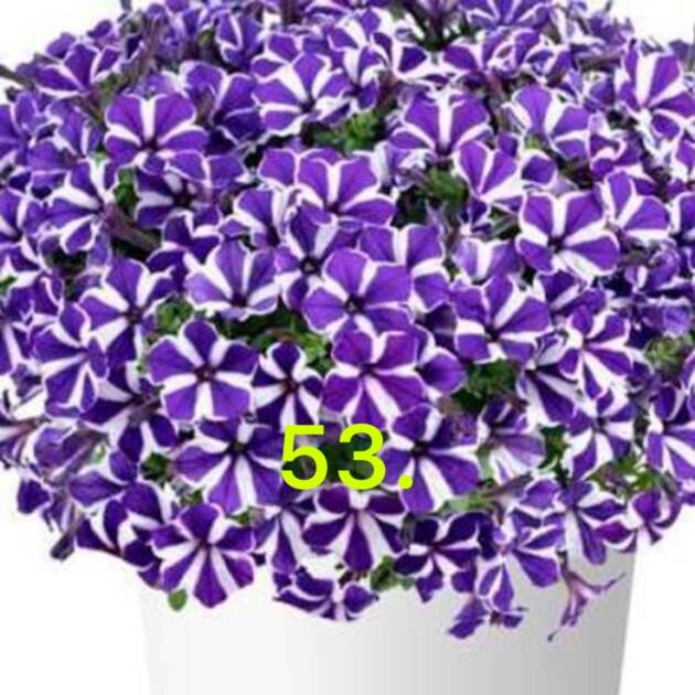 Сурфінія 53.