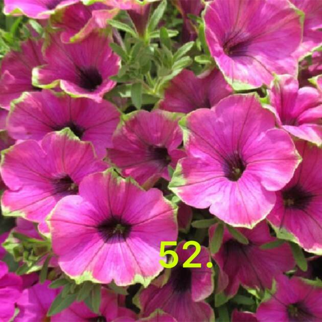 Сурфінія 52.