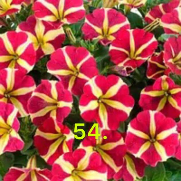 Сурфінія 54.