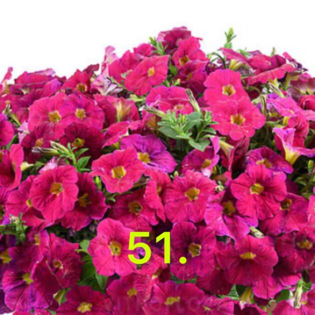 Сурфінія 51.