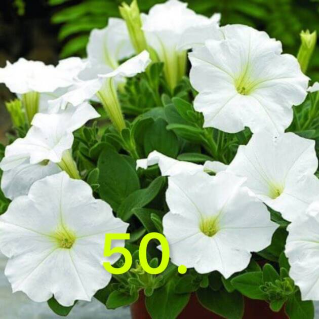 Сурфінія 50.