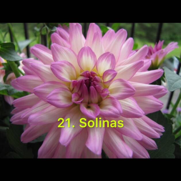 Жоржина в горщику 21.Solinas