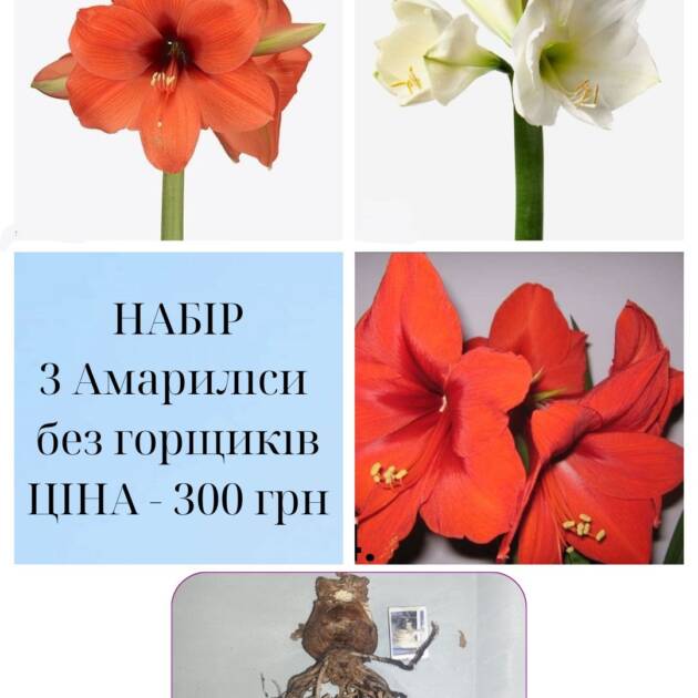 Амариліс 3 різні мікс які попадуться