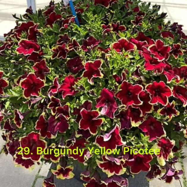 Сурфінія в горщику 29. Burgundy Yellow Picotte