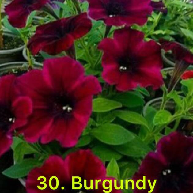Сурфінія в горщику 30. Burgundy