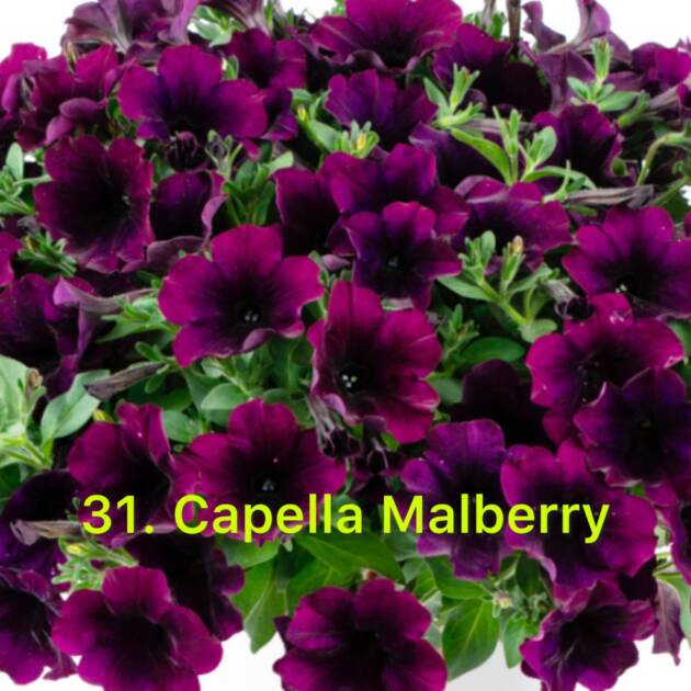 Сурфінія в горщику 31. Capella Malberry