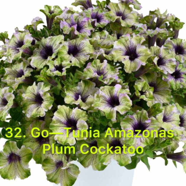 Сурфінія в горщику 32.