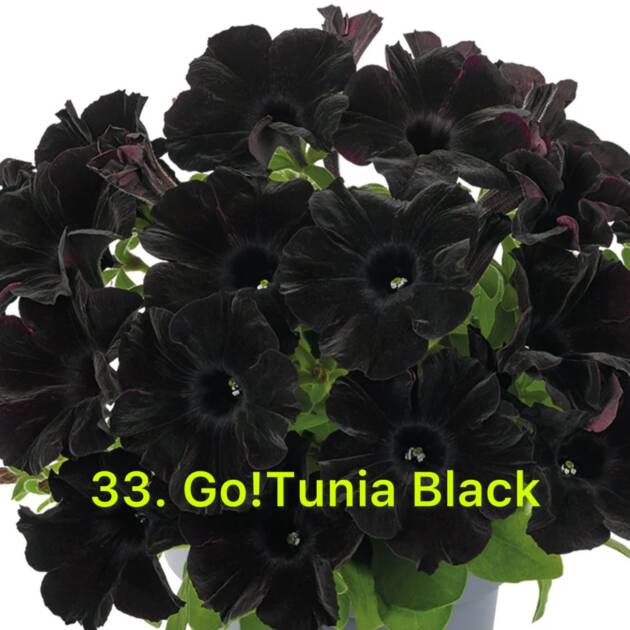 Сурфінія в горщику 33.