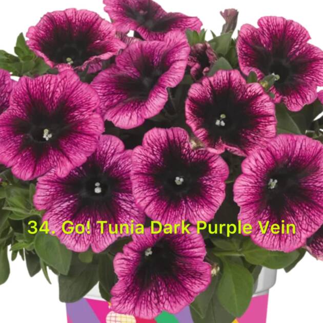 Сурфінія в горщику 34.