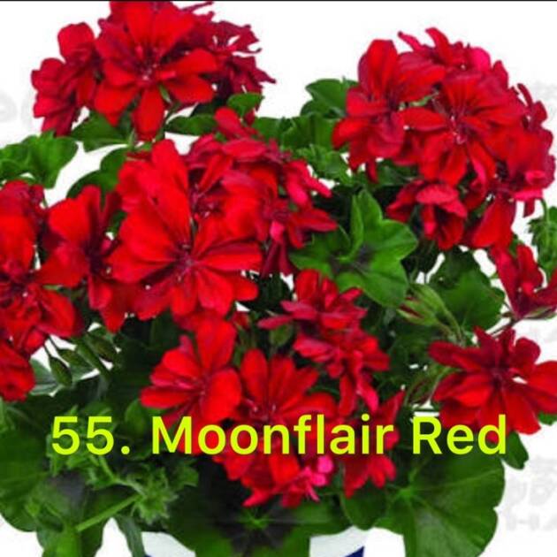 Ампельна Пеларгонія 55. Moonflair Red