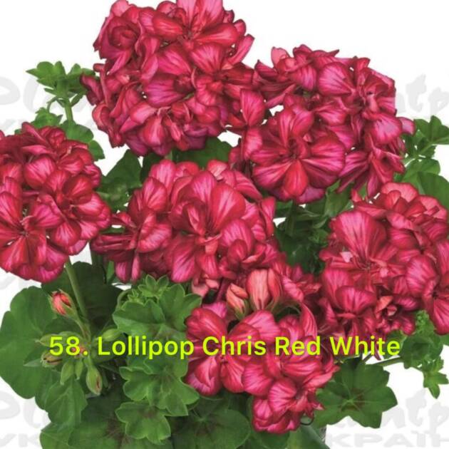 Ампельна Пеларгонія 58. Lollipop Chris Red White