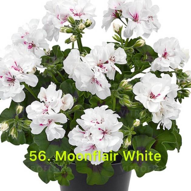Ампельна Пеларгонія 56. Moonflair White