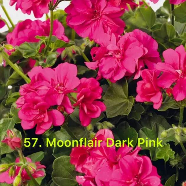 Ампельна Пеларгонія 57. Moonflair Dark Pink