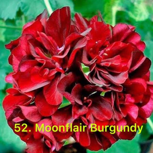 Ампельна Пеларгонія 52. Moonflair Burgundy