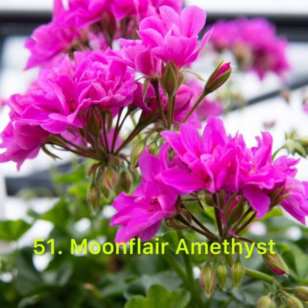 Ампельна Пеларгонія 51. Moonflair Amethyst