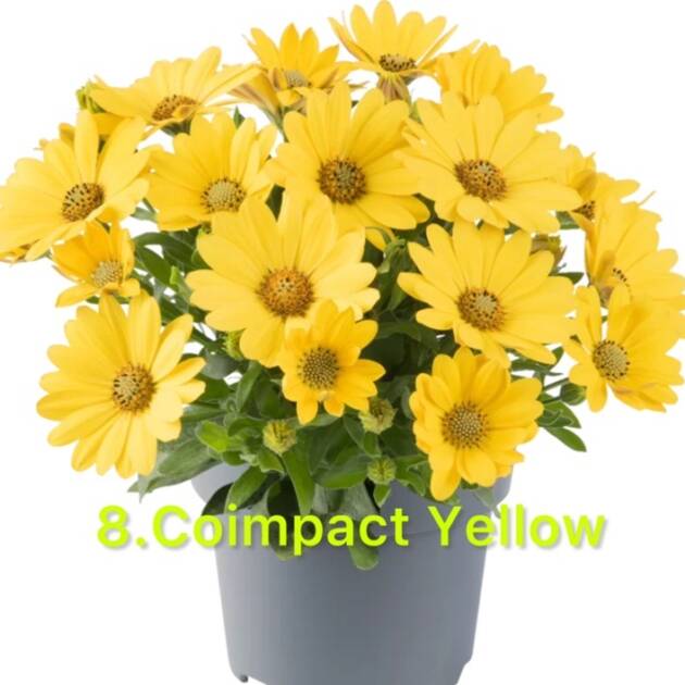 Остеоспермум в горщику 8. Coimpact Yellow